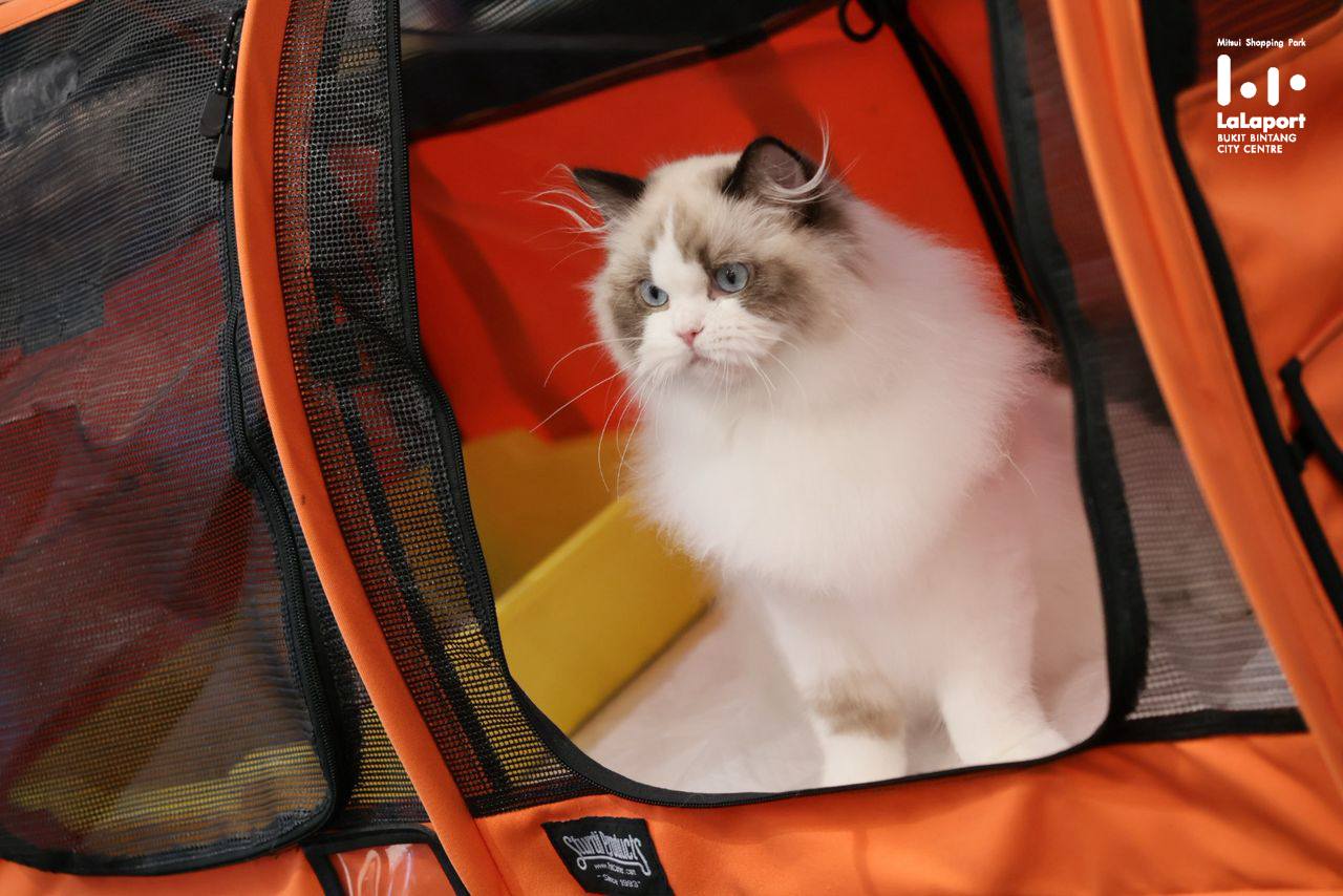 Judges evaluating feline contestants during the National Meow Championship.