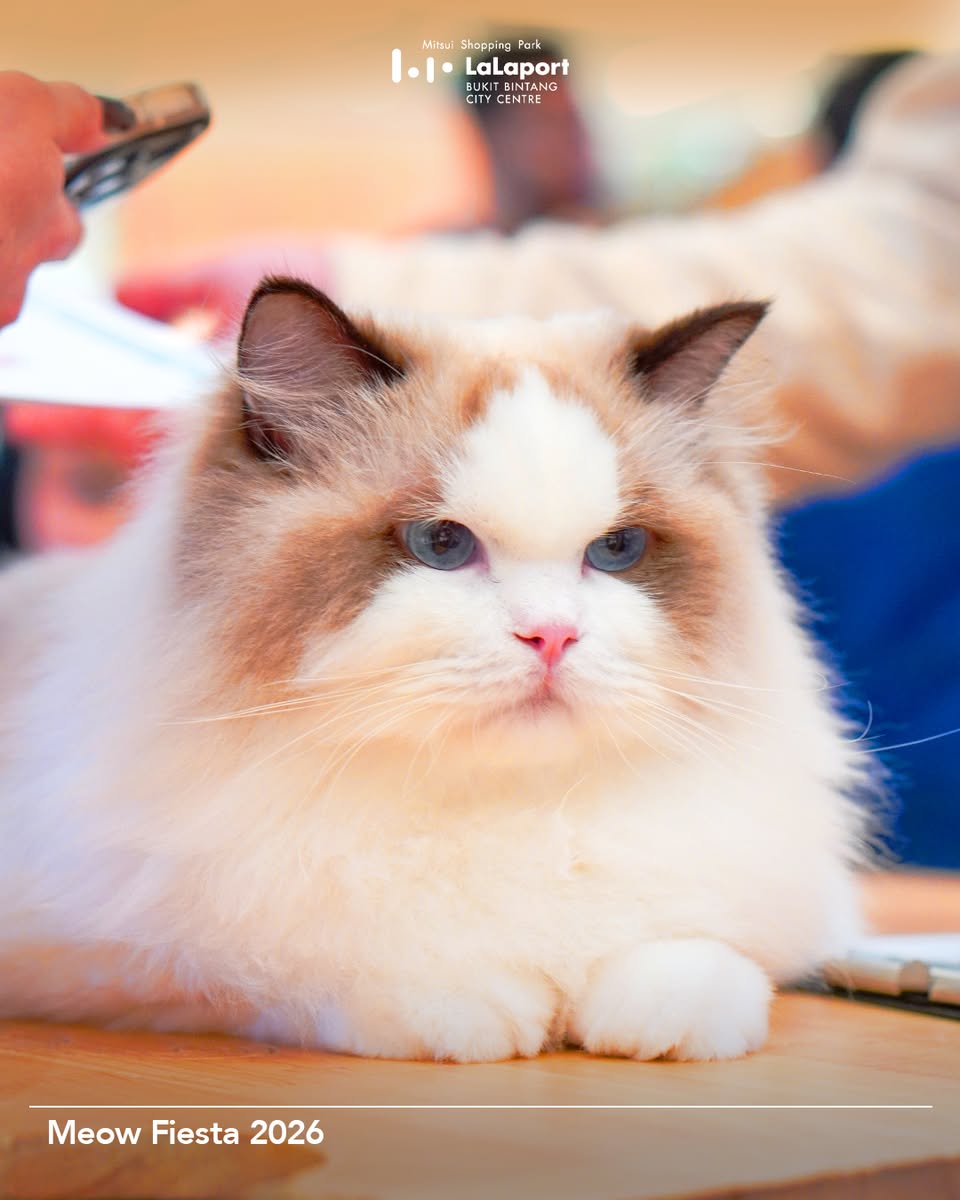 Professional cat grooming demonstration on stage