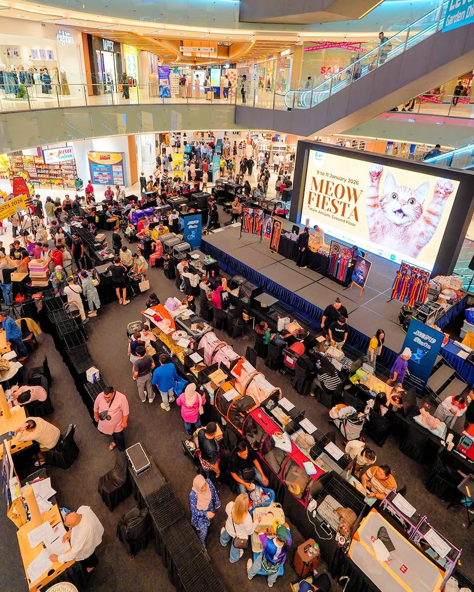 Judges evaluating feline contestants at the National MEOW Championship