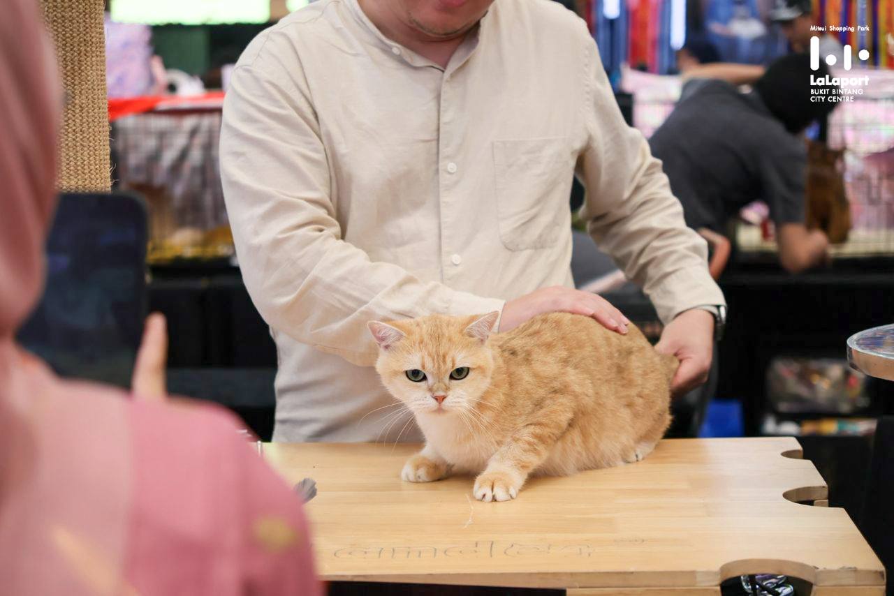 A lively gathering of cat enthusiasts at Meow Fiesta 2026.