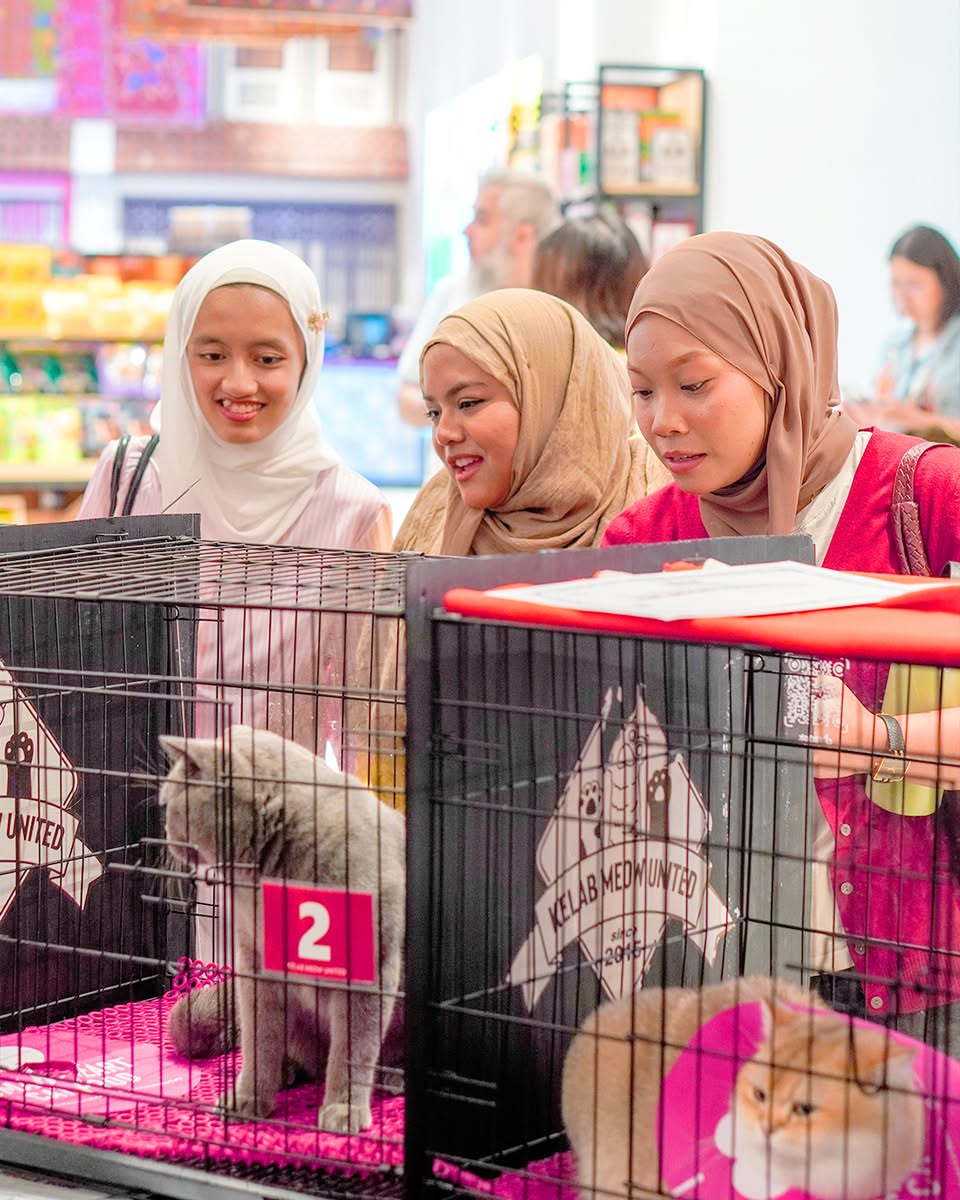 A collection of beautiful cats showcased at the event